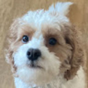 Meet your Posher, Molly